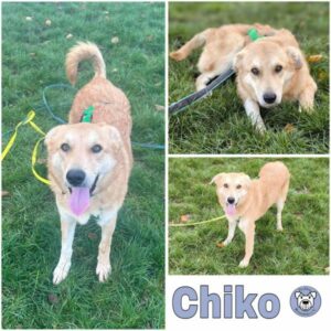 Chiko (♂) in 66265 Heusweiler - vermittelt