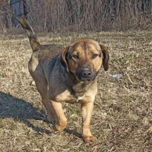 LUUK (♂) - ausgereist zur Tierhilfe Lebenswert DR 10.01.2025