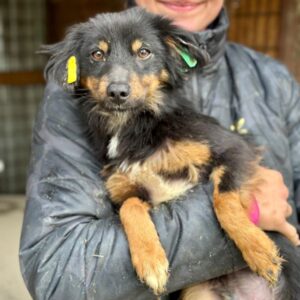 MARLON (♂) - ausgereist zur Tierhilfe Lebenswert DR 14.06.25