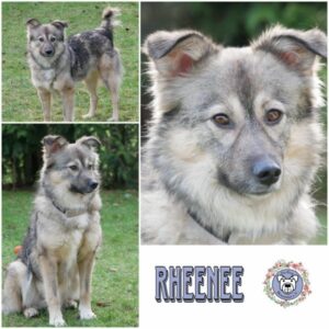 RHEENEE (♀) in 21493 Möhnsen - vermittelt