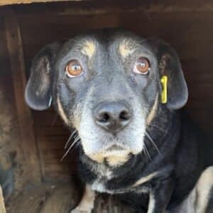 LALITA (♀) - seit mind. 2022 im Shelter