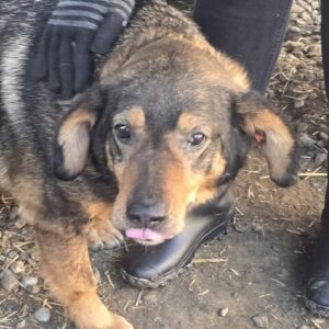BEELO (♂) - seel. NOTFALL - leidet sehr im Shelter - dringend Platz gesucht!