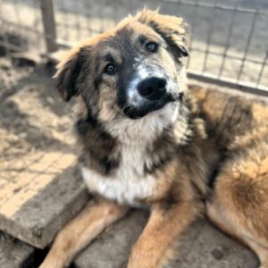 ASOKHA (♀) - vermittelt LS