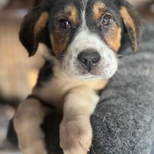 FANTA (♀) - ausgereist zur Tierhilfe Lebenswert DR 15.03.25