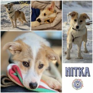 NITKA (♀) in 97616 Bad Neustadt - vermittelt