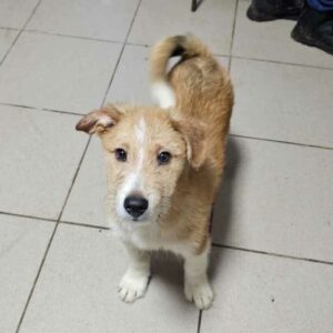 FREEDOM (♂) - ausgereist zum TST Rösrath (AL)