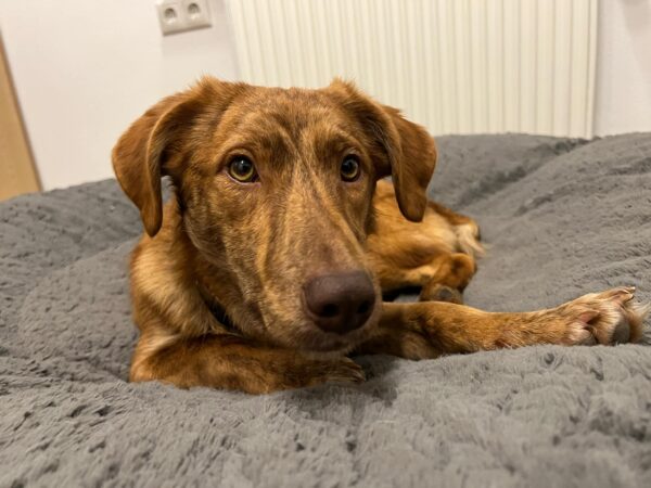 DARCY (♀) in 63928 Pfohlbach - vermittelt – Bild 2