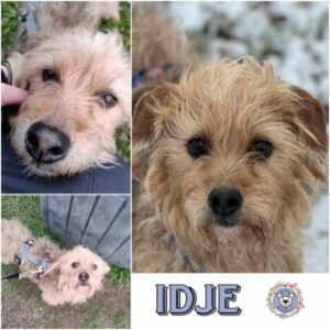 IDJE (♀) in 18311 Ribnitz Damgarten - vermittelt