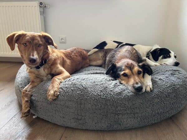DARCY (♀) in 63928 Pfohlbach - vermittelt – Bild 5