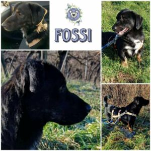 FOSSI (♂) in 55583 Bad Kreuznach - vermittelt