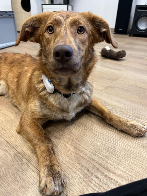 DARCY (♀) in 63928 Pfohlbach - vermittelt – Bild 4