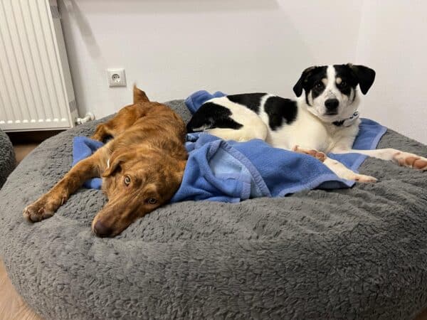 DARCY (♀) in 63928 Pfohlbach - vermittelt – Bild 6
