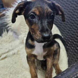 WILHELMINE (♀) - RBB 01/25