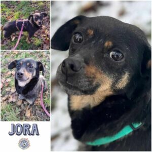 JORA (♀) in 18311 Ribnitz Damgarten - vermittelt