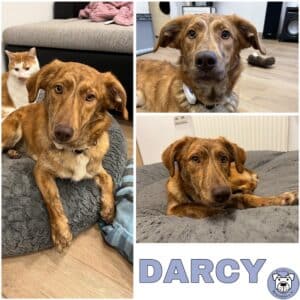 DARCY (♀) in 63928 Pfohlbach - vermittelt