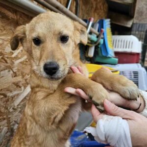 LAMAR (♂) - vor Ort vermittelt 02/2025