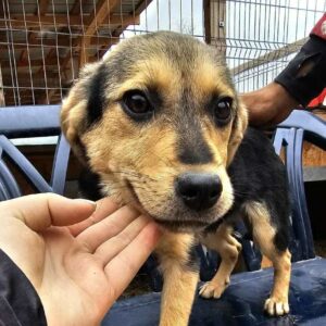 LEENDE (♀) - in Rumänien vermittelt (02/25)