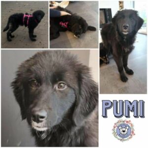 PUMI (♀) in 66265 Heusweiler - vermittelt