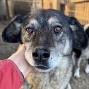 HULDA (♀) - seit mindestens 2020 im Shelter