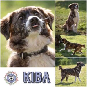 KIBA (♀) in 73278 Schlierbach