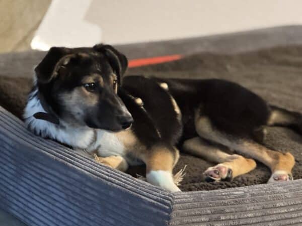 STERNI (♀) in 76477 Elchesheim-Illingen - vermittelt – Bild 4