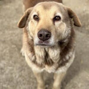 WILLI (♂) - seit 2021 im Shelter - Müder Senior - dringend Platz gesucht