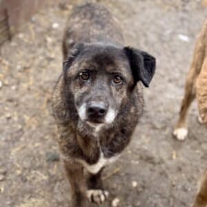 ARTHUS (♂) - seit mindestens 2018 im Shelter