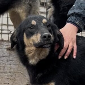 NADESHDA (♀) - ausgereist zu Step by Paw (AL)