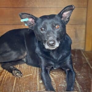 RALUCA (♀) - defektes Auge, seit mind. 2023 im Shelter