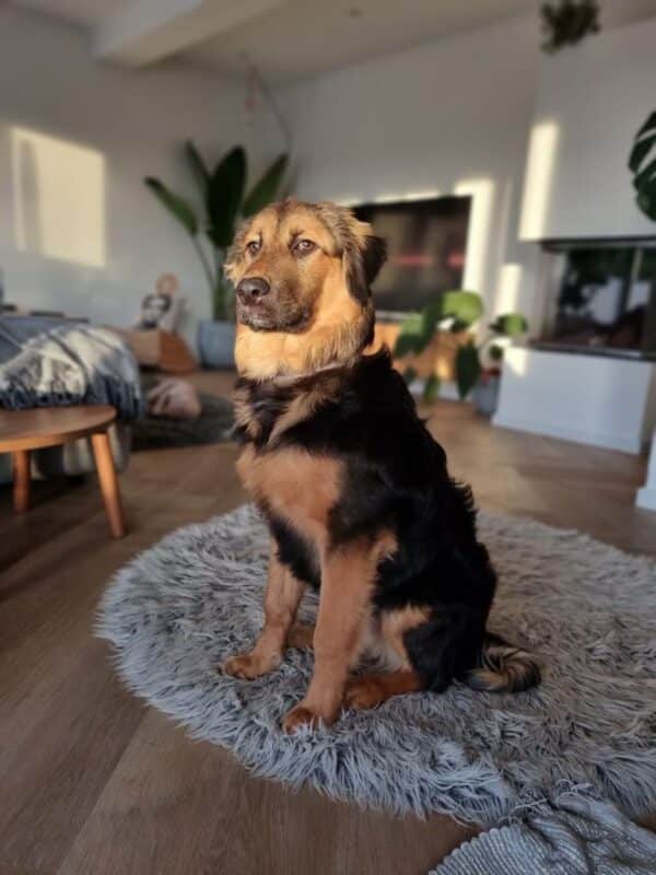 SNORRE (♂) in 42657 Solingen - vermittelt – Bild 3