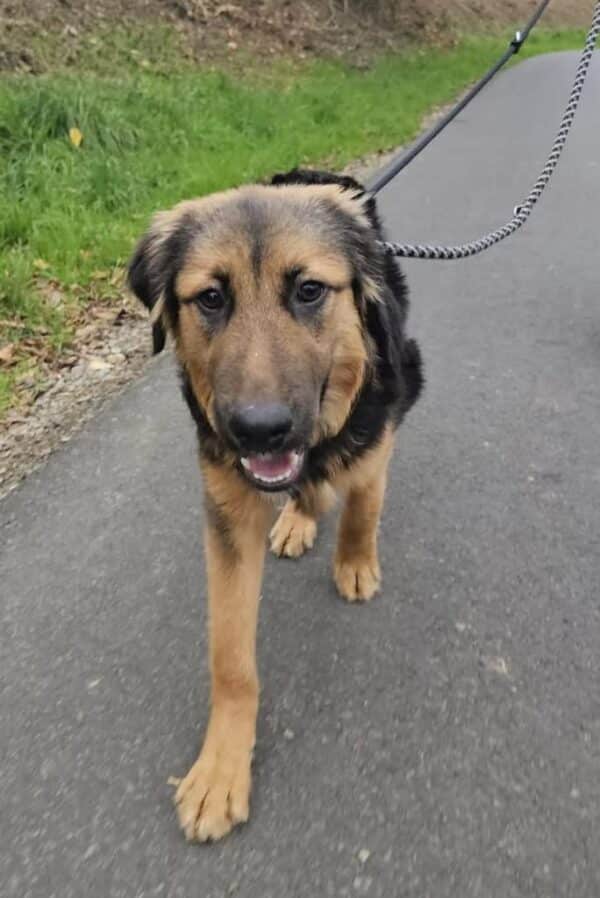 SNORRE (♂) in 42657 Solingen - vermittelt – Bild 8