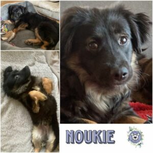 NOUKIE (♂) in 21714 Hammah - vermittelt