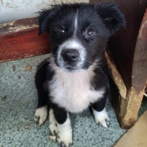 LUIGI (♂) - ausgereist zur Tierhilfe Lebenswert DR 10.01.2025