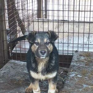 NOVI (♀) - ausgereist zum TST Rösrath (AL)