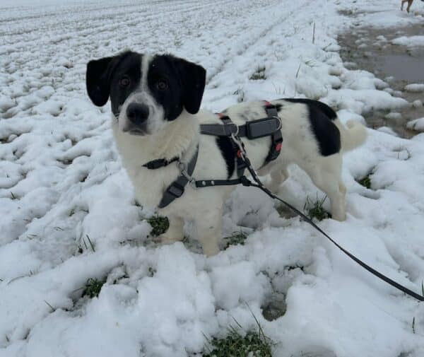 ALPHONSO (♂) in 40670 Meerbusch - vermittelt – Bild 5