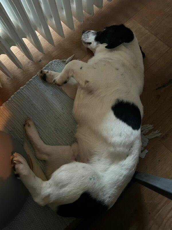 ALPHONSO (♂) in 40670 Meerbusch - vermittelt – Bild 6