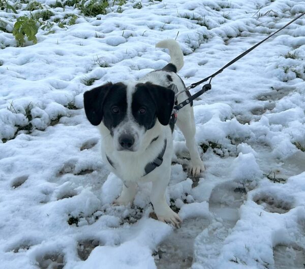 ALPHONSO (♂) in 40670 Meerbusch - vermittelt – Bild 9