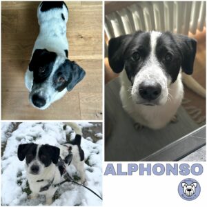 ALPHONSO (♂) in 40670 Meerbusch - vermittelt