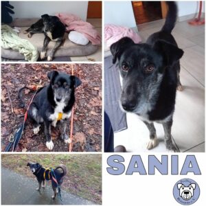 SANIA (♀) in 08468 Reichenbach - vermittelt