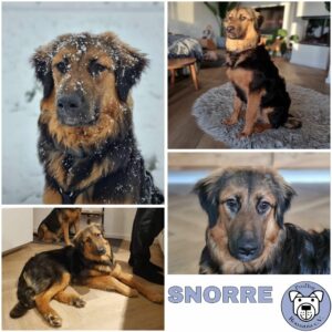 SNORRE (♂) in 42657 Solingen - vermittelt