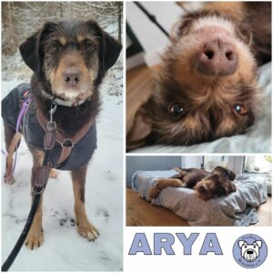 ARYA (♀) in 38170 Schöppenstedt - vermittelt