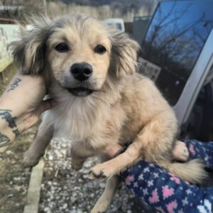 DIVIAN (♂) - ausgereist zur Tierhilfe Lebenswert DR 14.02.25