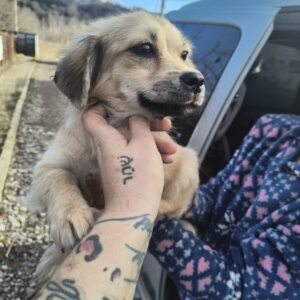 ALISIA (♀) - ausgereist zur Tierhilfe Lebenswert DR 14.02.2025