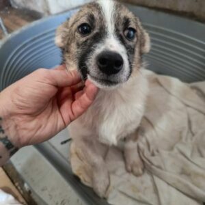 ASHA (♀) - ausgereist zur Tierhilfe Lebenswert DR 14.02.25