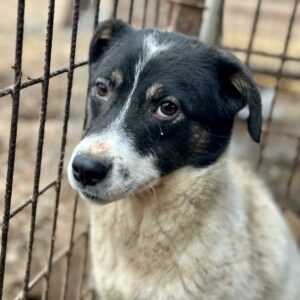 SASSY (♀) - auf PS im PLZ Bereich 86 (NE) - vermittelt