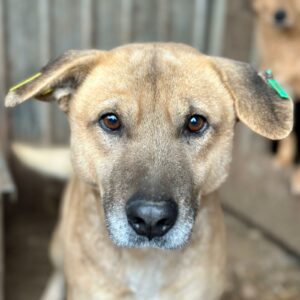 BARNEBY (♂) - RBB 02/25