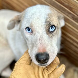 RAFFAEL (♂) - ausgereist zum TSV Angsthund 07.03.2025