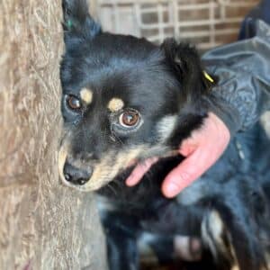 SADI (♀) - ausgereist zur Tierhilfe Lebenswert DR 14.02.2025