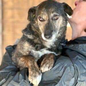 MUNAY (♀) - ausgereist zurt Tierhilfe Lebenswert DR 14.02.2025