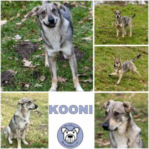 KOONI (♂) 76829 Landau - vermittelt